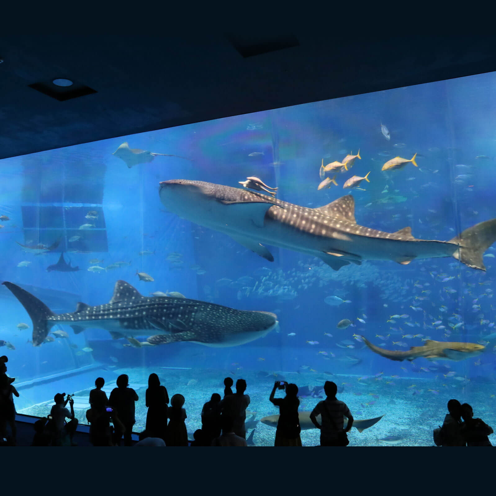 【3連泊以上限定】沖縄美ら海水族館チケット付きのアイキャッチ画像