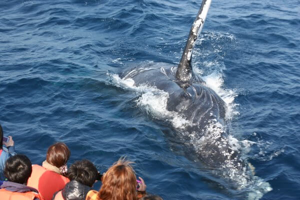 【期間限定：宿泊者限定】那覇発ホエールウォッチングのアイキャッチ画像