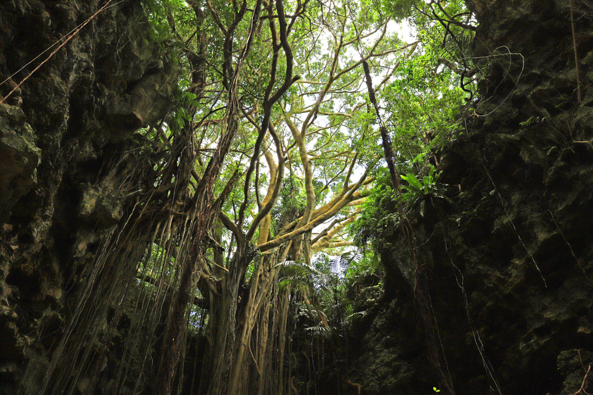 【ホテル送迎付き：宿泊者限定】神秘のパワースポット巡り<br>～元始の森ガンガラーの谷&斎場 御嶽ガイドツアー～_1